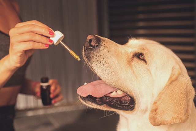 CBD aliejus šunims – kodėl verta tai išmėginti?