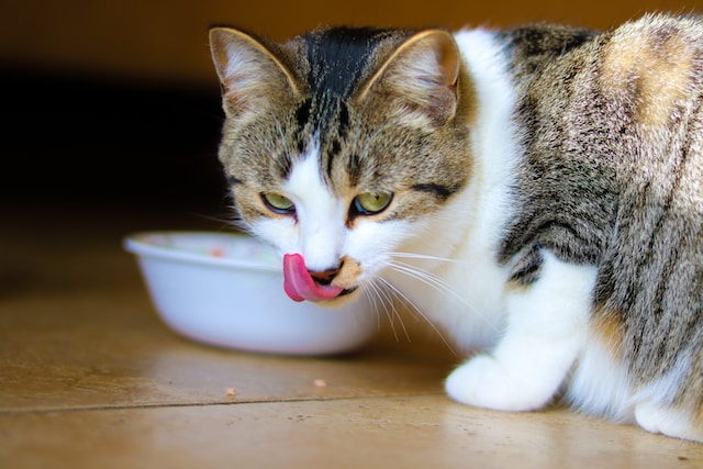 Mano kelionė ieškant tobulo kačių maisto: Katės šeimininkės pasakojimas