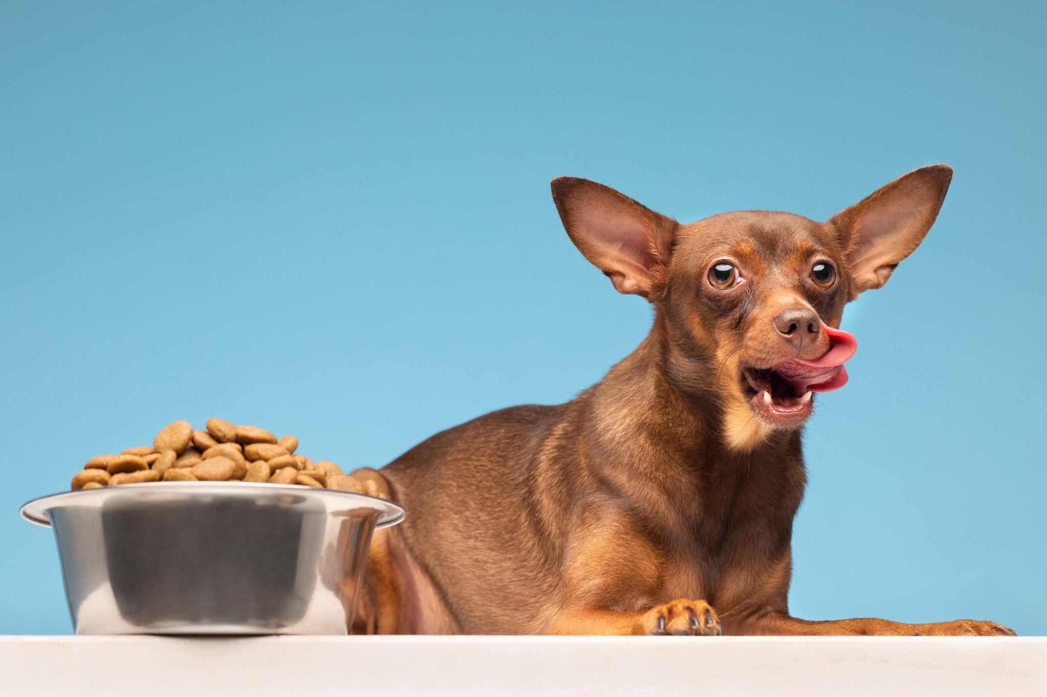 Maisto papildai šunims: kodėl svarbu juos naudoti?